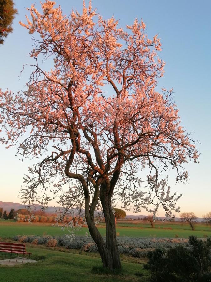 Agriturismo Susanna E Atria Биббона Экстерьер фото